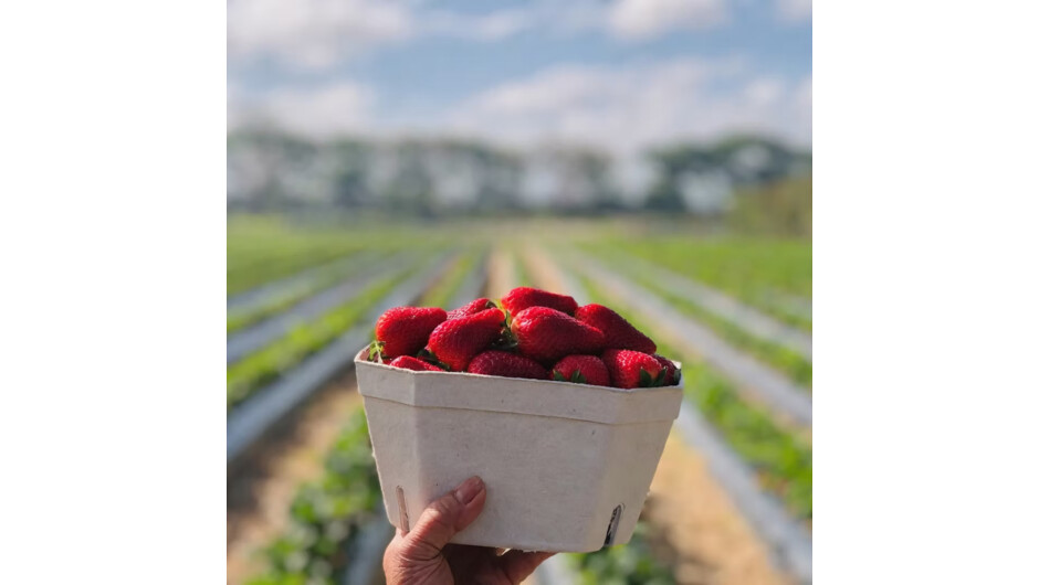 From the earth to the table – a journey through New Zealand’s food stories and local flavours.