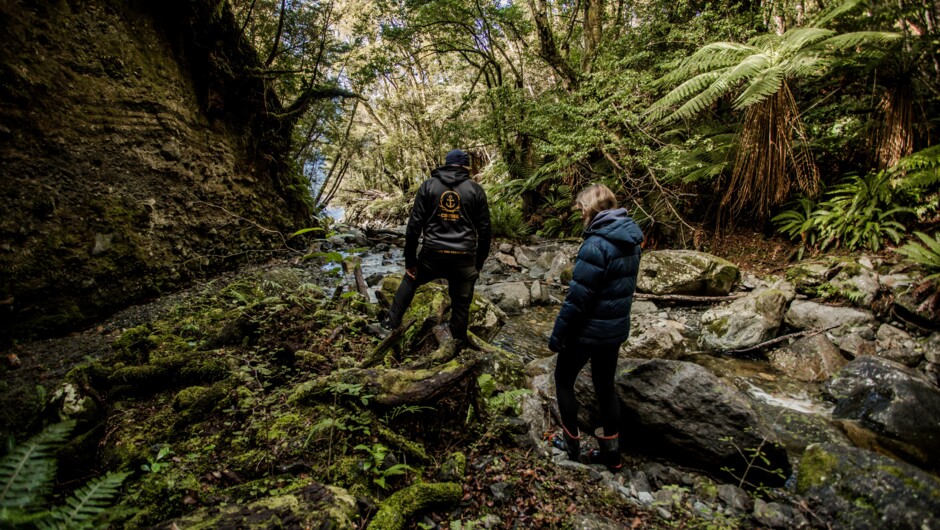 Guided through the rainforest in the Freshwater Fiords