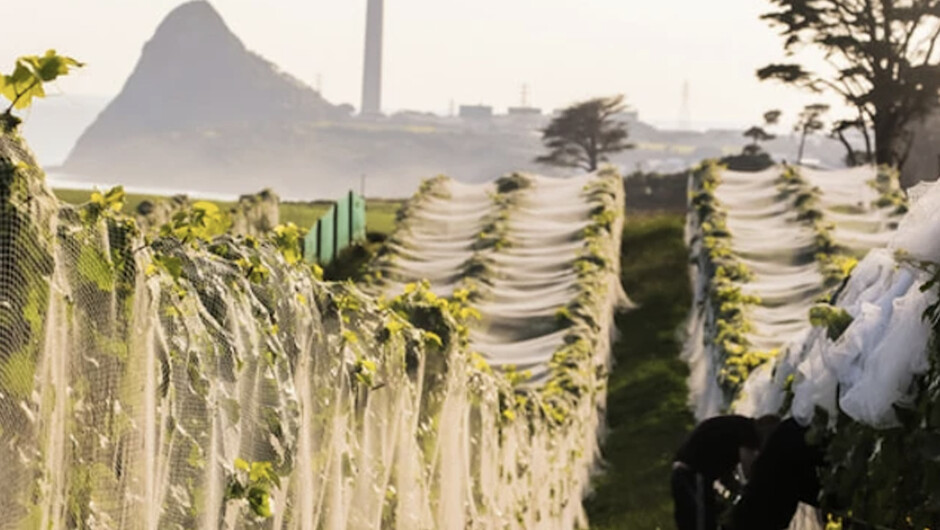 The vines