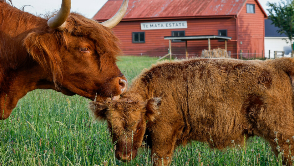 Highland Cattle