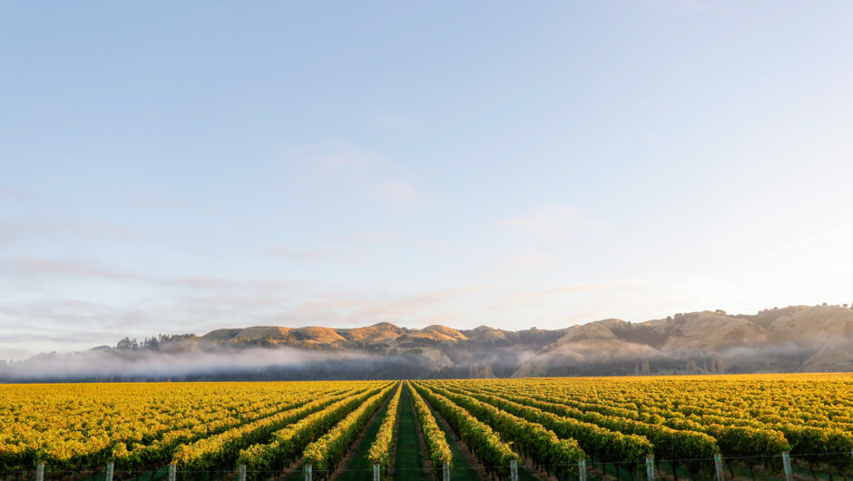 Vineyard