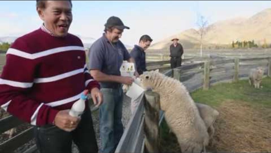 Merino sheep shearing show - Lamb Feeding