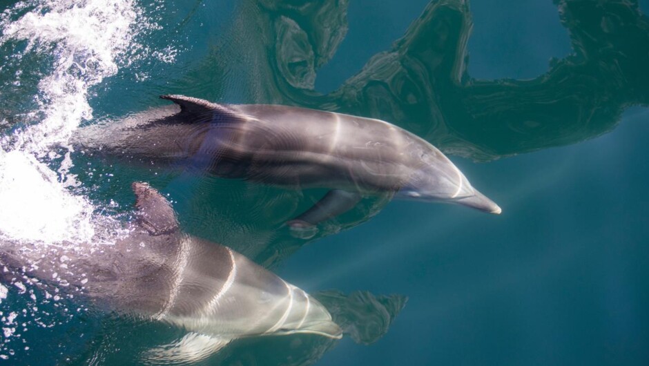 Dolphins