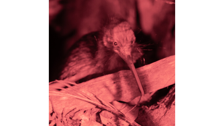 Wild Kiwi Spotting Encounter Auckland