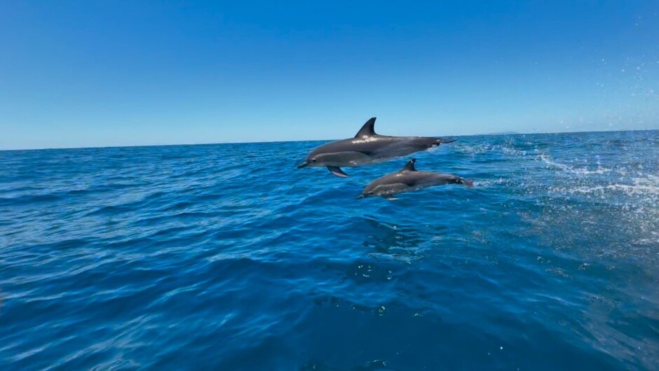 Wildlife spotting opportunities