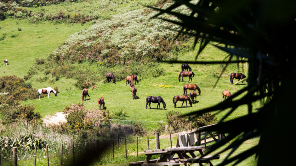 View from the kitchen window