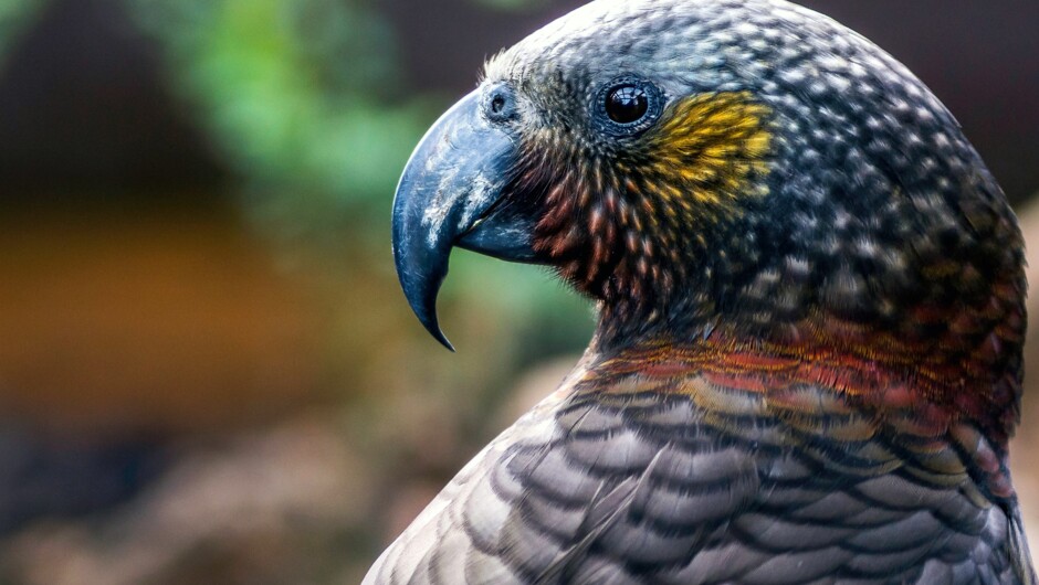 Sylvester the Kaka