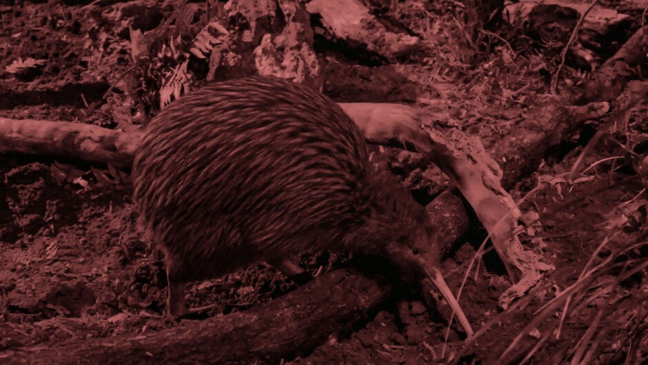 Kiwi