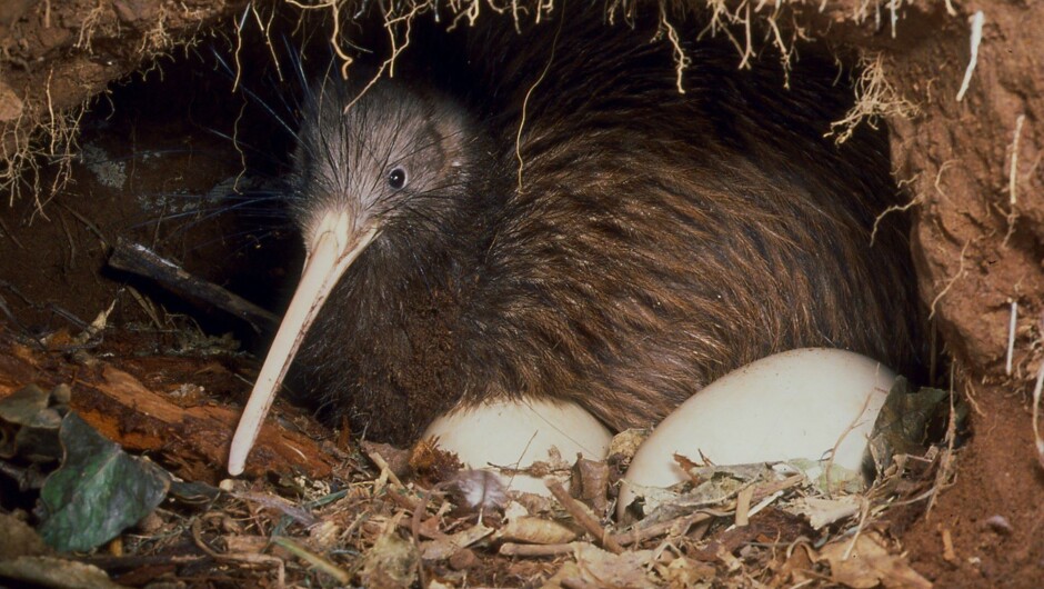 Kiwi with egg
