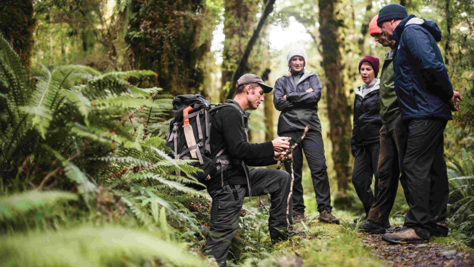 Auswalk Group-Guided walking holiday, Fiordland.