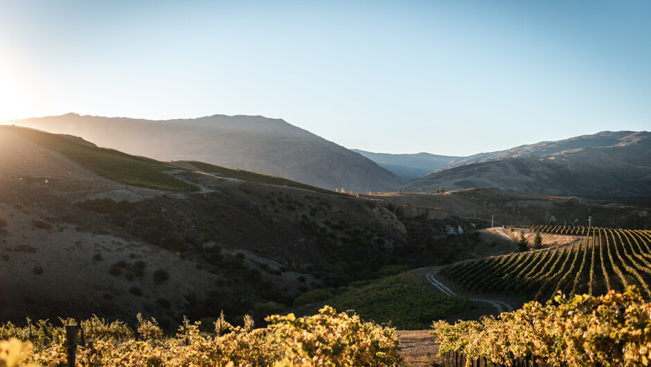 Mt Difficulty stunning panoramic vineyard views