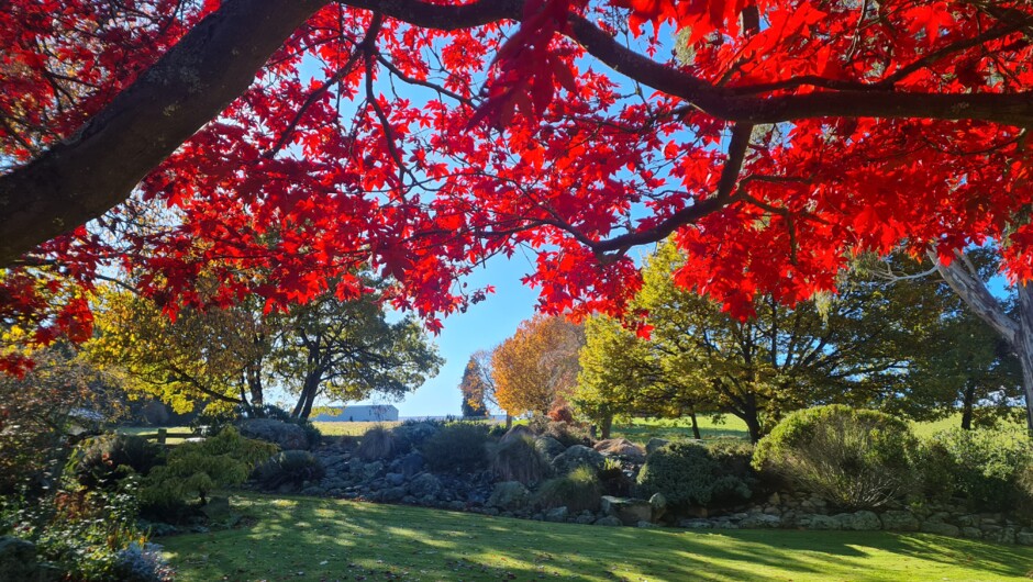 A stunning maple in Autumn.