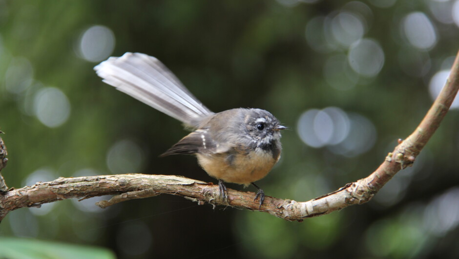 One of the very friendly fantails that inhabit the garden along with Bellbirds and on occasion native wood pigeons and tūī.