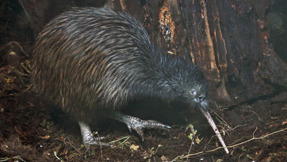 Wild Kiwi Spotting Encounter Auckland