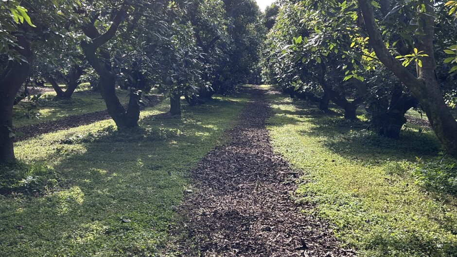 Avocado Orchard