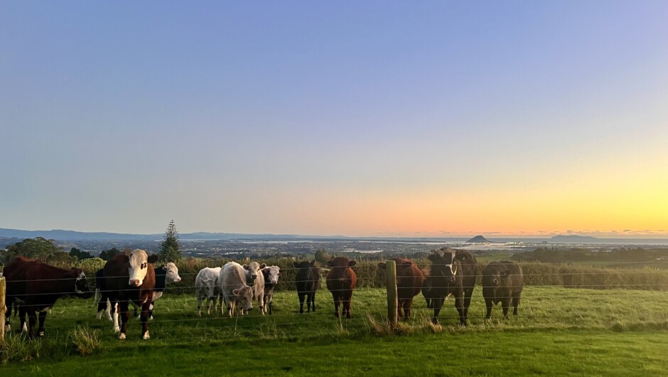 Tauranga Country Lodge stock
