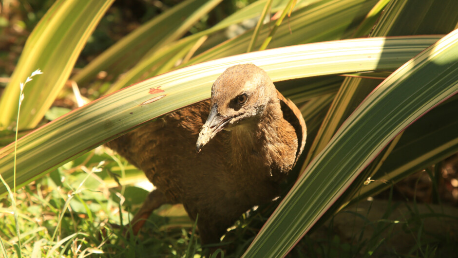 Crafty Weka