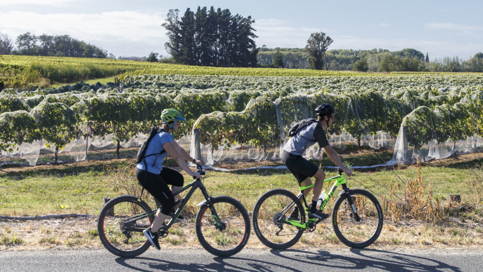 Cycling through the vines