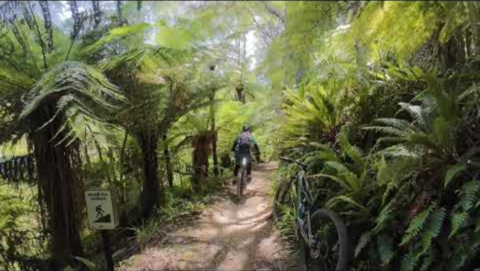 Coppermine Track Forest Flow Section