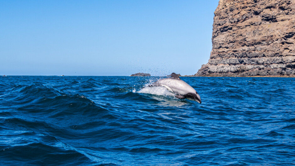 The perfect day trip from Christchurch -  ideal for families, wildlife lovers, couples, adventurers and photographers.