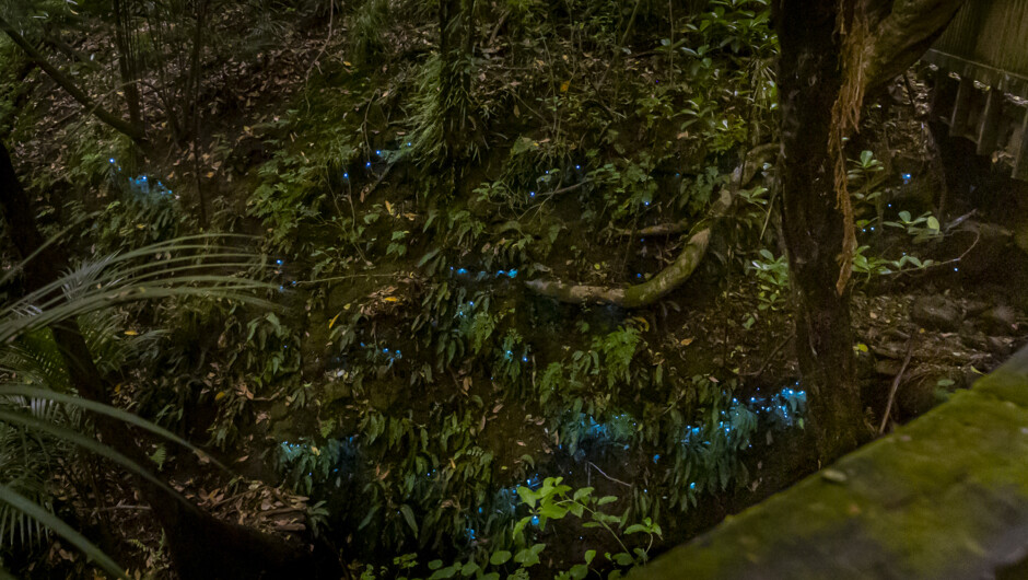 Auckland Glowworm Tour