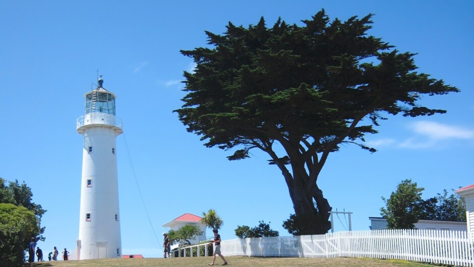 Tiritiri Matangi Island Exploration