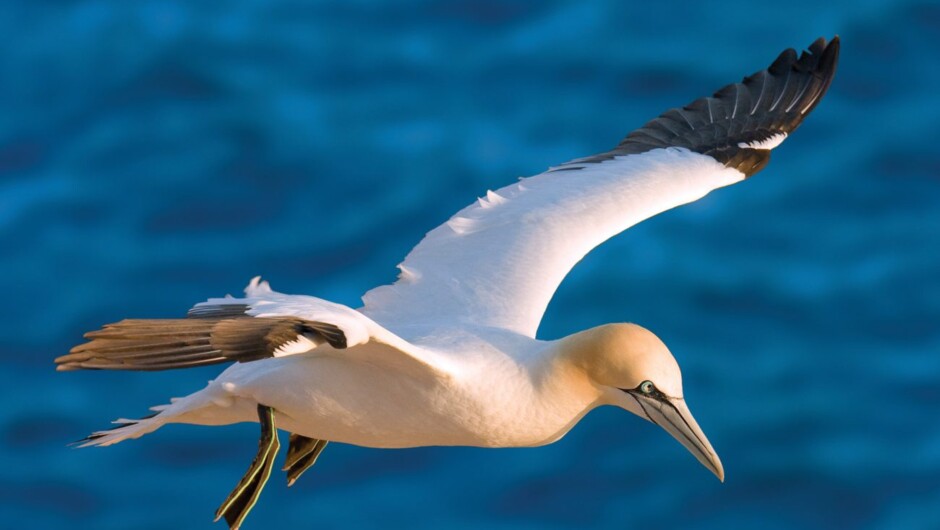Gannets &amp; Godwits Birdwatching