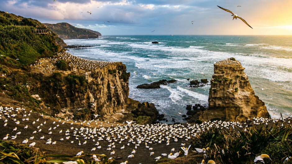 Gannets &amp; Godwits Birdwatching