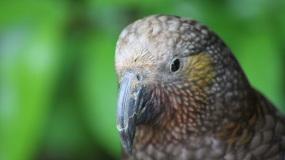 Sylvester the kākā