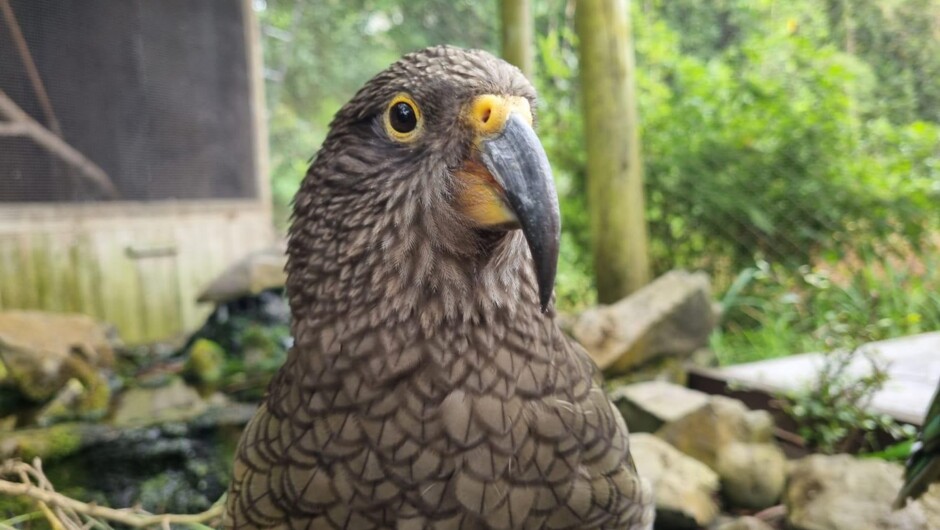Māhira the cheeky young kea