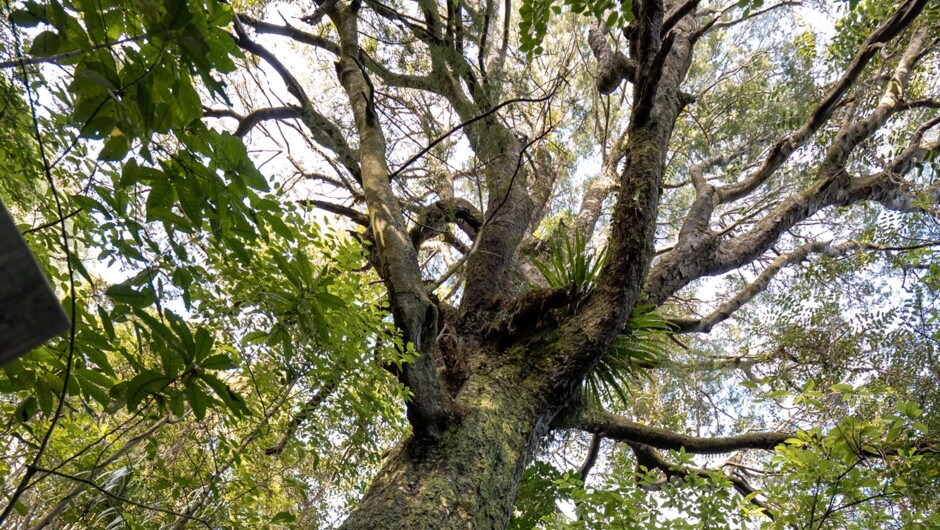 Wander through the ngāhere (forest)