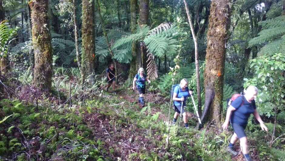Lush New Zealand forest