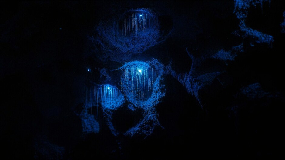Get up close to real glowworms