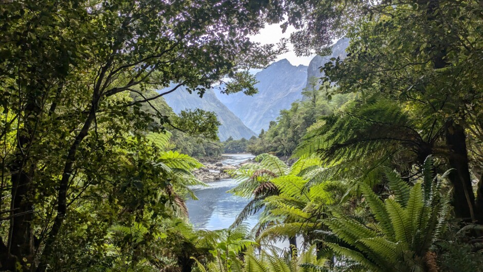 Milford Track hiking views