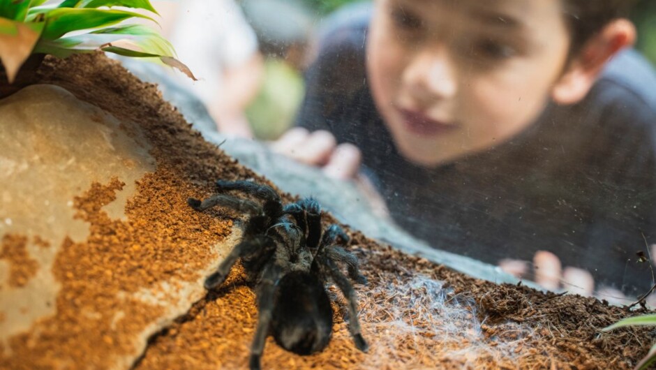 Tropical tarantula friends