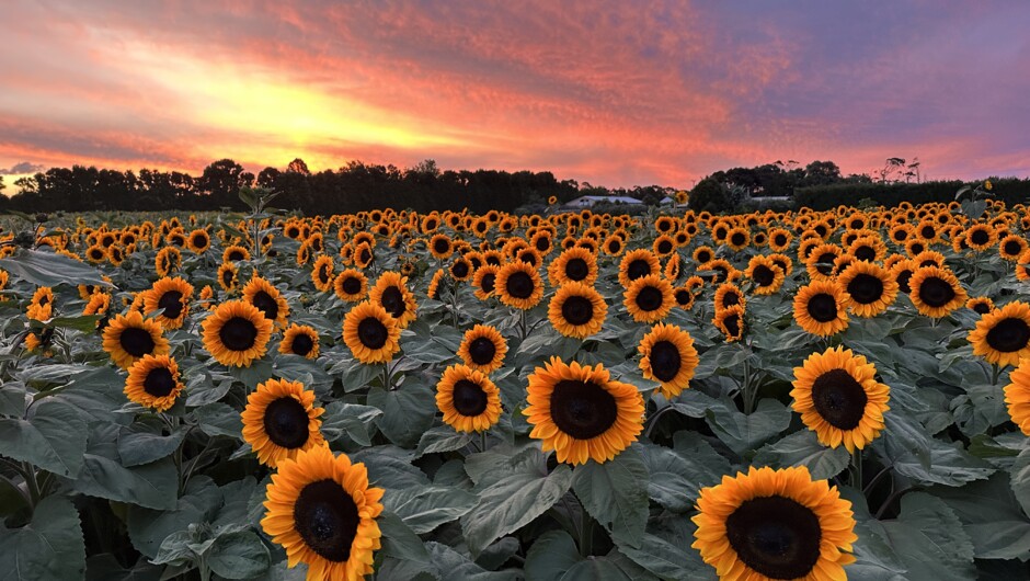 Sunflower Fields at sunset