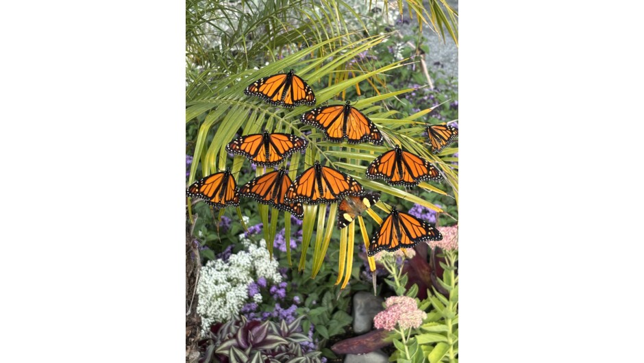 Hundreds of monarch butterflies in the butterfly house