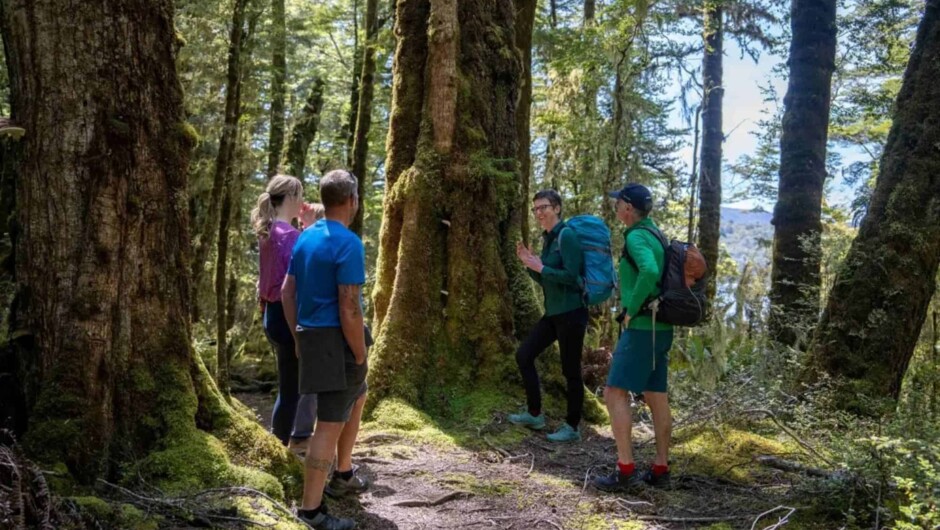 Trips and Tramps: Kepler Track, Fiordland National Park
