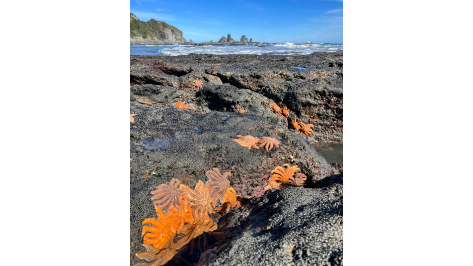Explore Motukiekie beach, a favourite place for nature photography