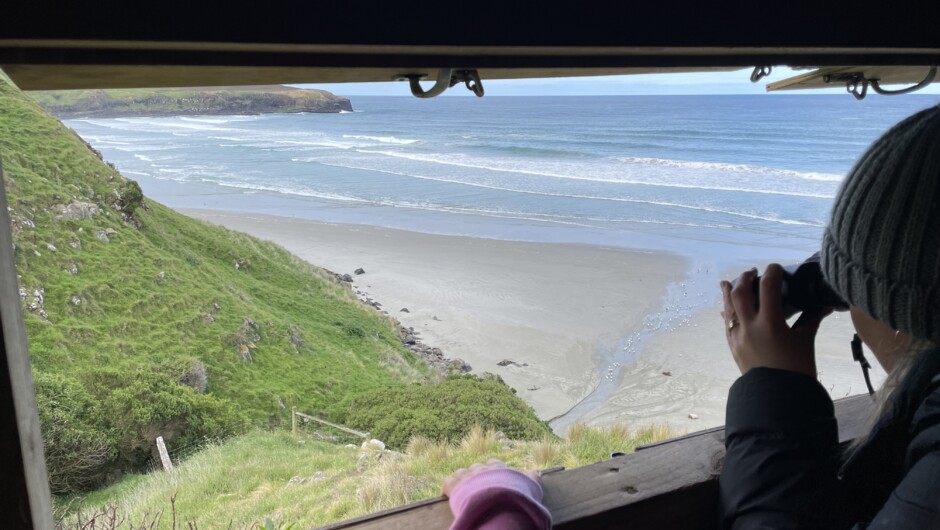 View yellow-eyed penguin and other wildlife safely and respectfully from our secluded hides.