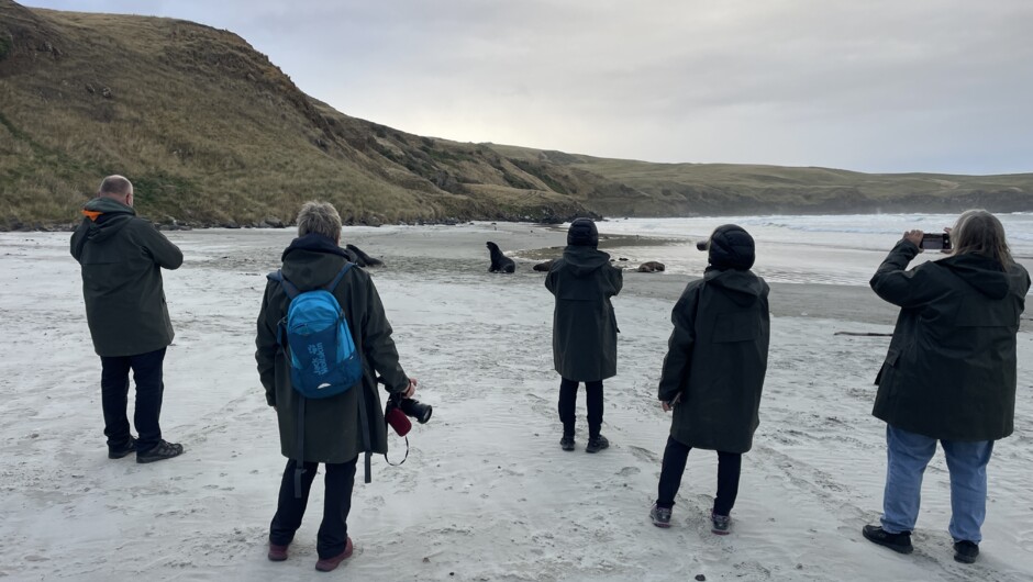 Share a secluded beach with the worlds' rarest sea lion, albatross, and other wildlife.