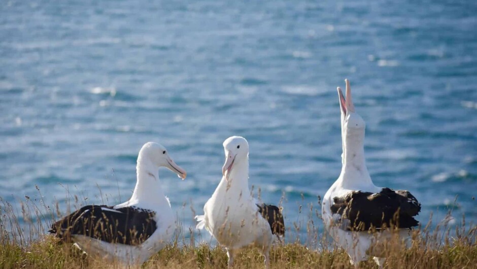 Royal Albatross Centre: Albatross