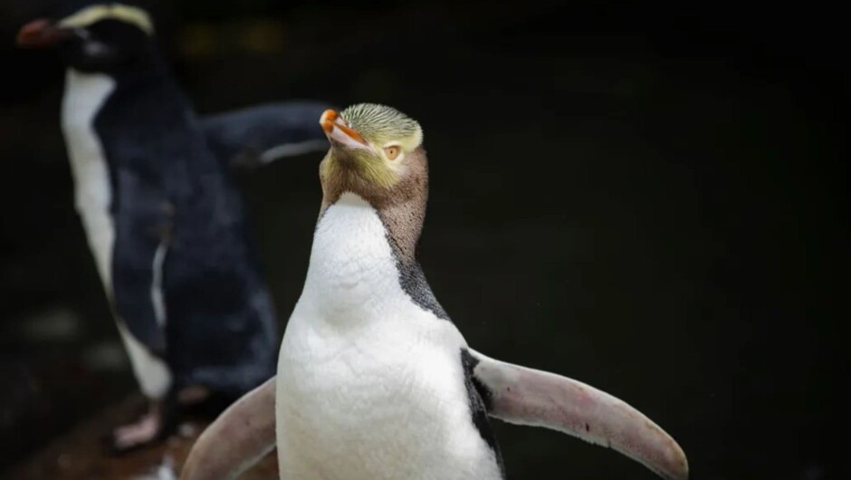 Yellow Eyed Penguin at OPERA, Otago Peninsula, Dunedin
