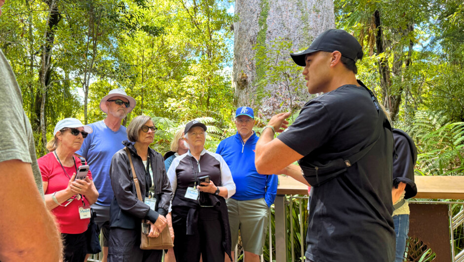 Experience Tane Mahuta “Lord of the Forest” with local Māori guides