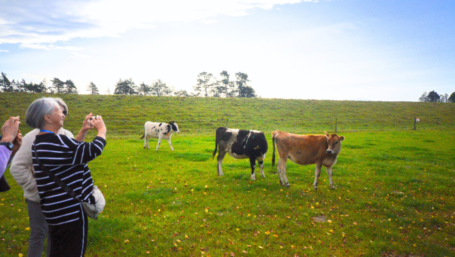 Farewell lunch and farm tour with Jane at Midhurst Farm, Canterbury