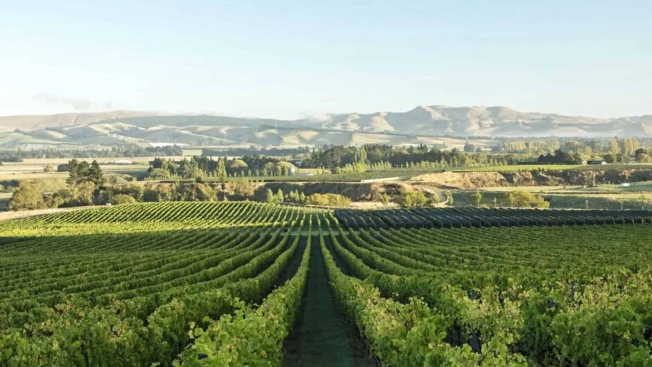 Waipara Vineyard