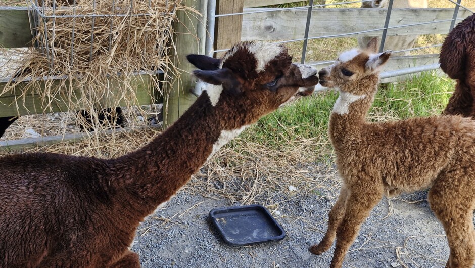 Marquesa &amp; Pablo as Cria