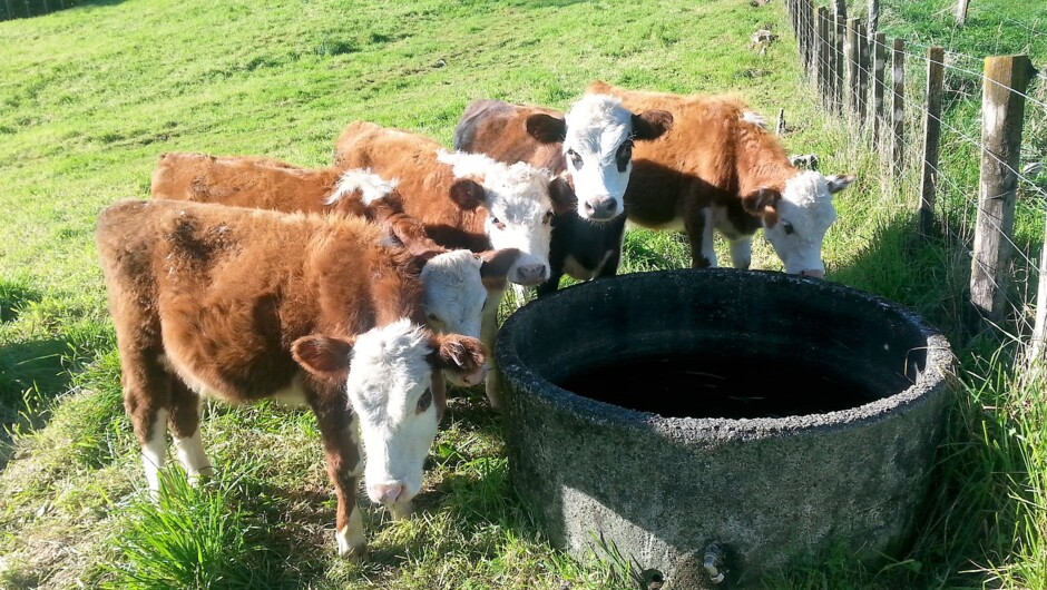 Calves