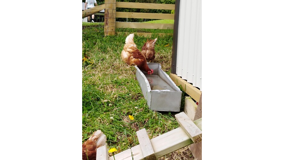 Farm fresh eggs for breakfast