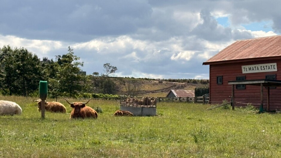 Te mata Estate